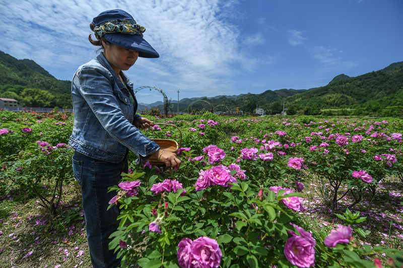 美丽乡村“众筹”玫瑰园 开出美丽“致富花”