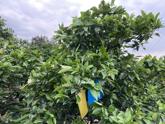 致富种植大丽花图片_大丽花种植_种植大丽花致富