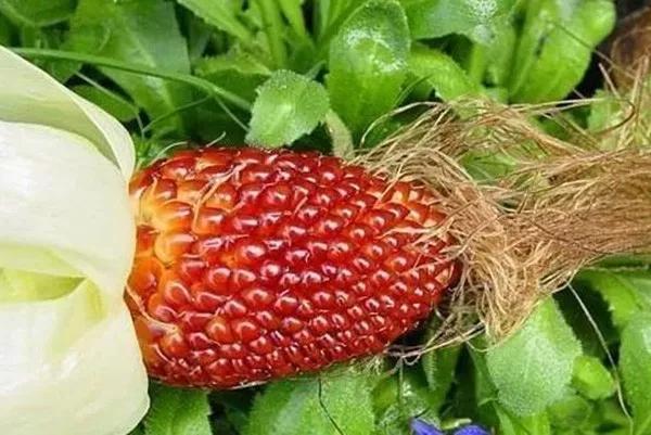 致富经草苺玉米_致富玉米草莓图片_草莓玉米的种植