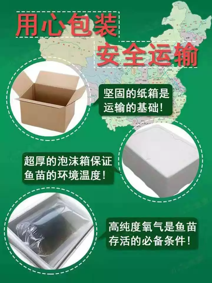 淡水刺鳅苗 水池/池塘泥塘钢鳅苗沙鳅苗养殖 提供养殖规划 厂家直售