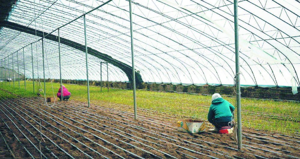 大棚种植新闻标题_大棚致富项目_大棚种植致富新闻