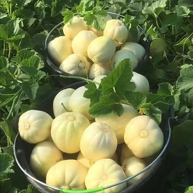 香瓜种植致富方法_种植香瓜的方法_致富种植香瓜方法和技巧