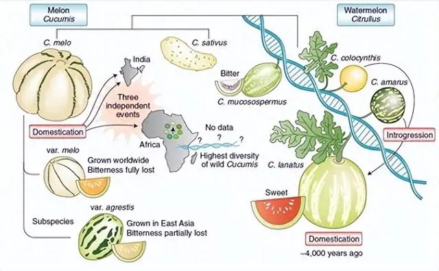 致富种植香瓜方法和技巧_种植香瓜的方法_香瓜种植致富方法