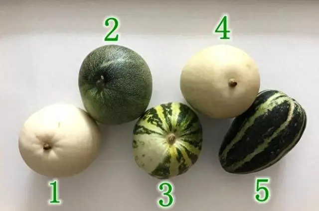 致富种植香瓜方法和技巧_种植香瓜的方法_香瓜种植致富方法