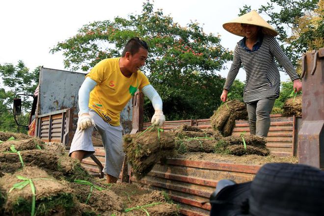 农民种植草皮致富_致富种植农民草皮视频_致富种植农民草皮的意义