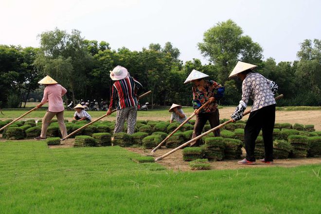 致富种植农民草皮视频_农民种植草皮致富_致富种植农民草皮的意义