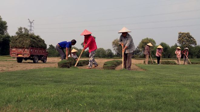 致富种植农民草皮的意义_致富种植农民草皮视频_农民种植草皮致富