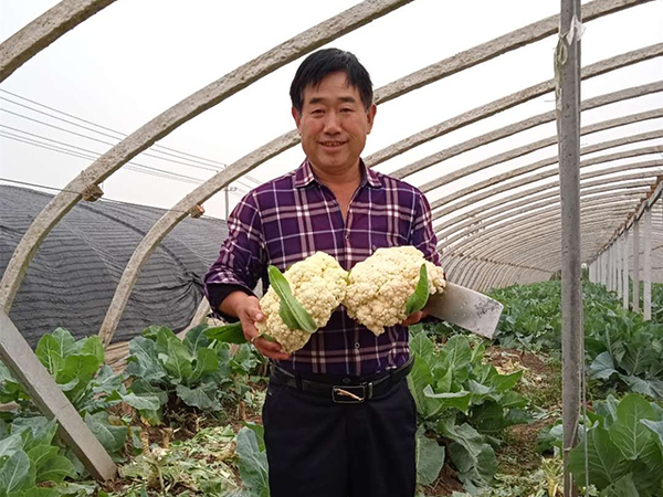 大棚种植致富事迹_大棚种植致富新闻_大棚致富项目