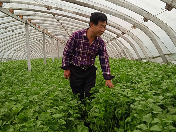 大棚种植致富新闻_大棚致富项目_大棚种植致富事迹