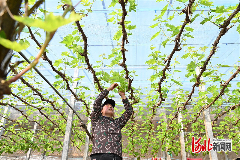 秦皇岛加快特色农业强市建设步伐 打造京津特色农产品供应基地