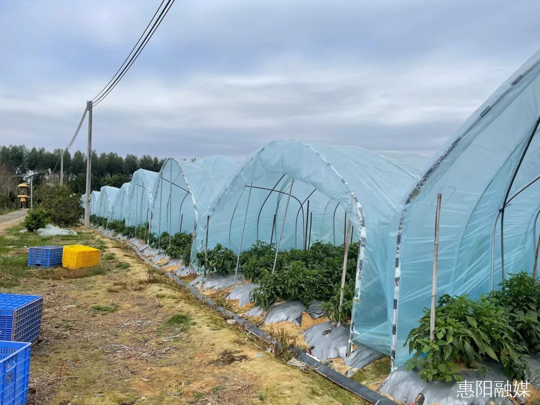深圳三大蔬菜种植_深圳蔬菜种植基地_深圳种植蔬菜致富吗
