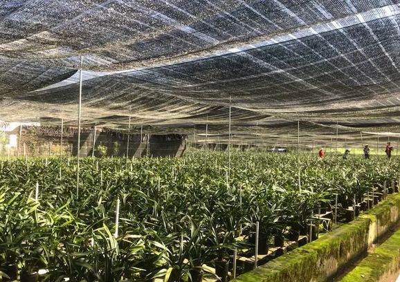 秦皇岛种植致富项目_秦皇岛种植作物_秦皇岛种植结构