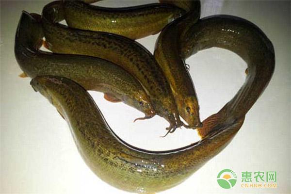 沙鳅养殖技术视频_沙泥鳅养殖技术视频_沙鳅鱼养殖技术