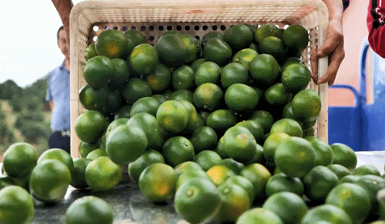 宜昌种植结构_宜昌种植什么_宜昌种植致富
