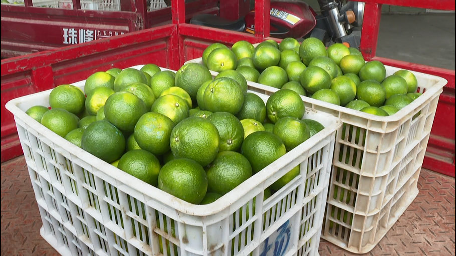 宜昌种植结构_宜昌种植什么_宜昌种植致富