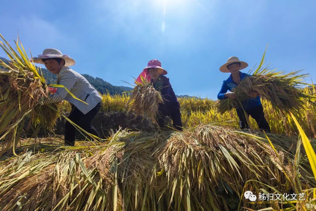 湖北宜昌适合种植什么水果_宜昌种植什么_宜昌种植致富