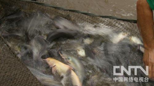 致富养殖鳙鱼视频_致富经鳙鱼养殖_养殖鳙鱼的经济效益