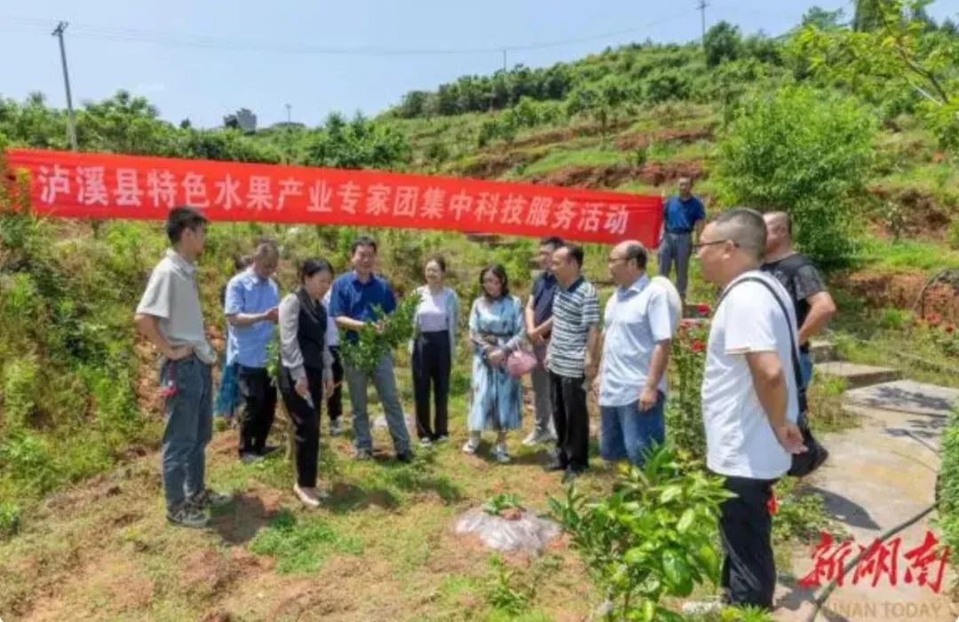 宜昌种植结构_湖北宜昌适合种植什么水果_宜昌种植致富