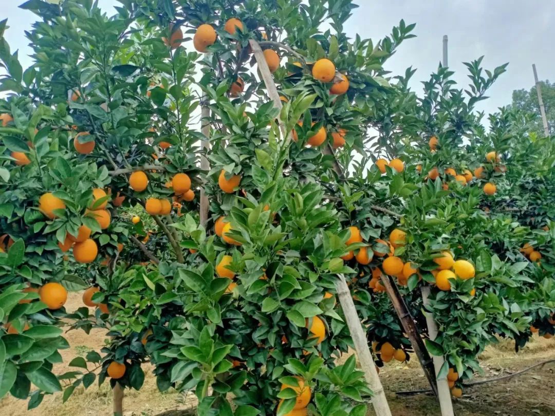 宜昌种植结构_宜昌种植致富_湖北宜昌适合种植什么水果