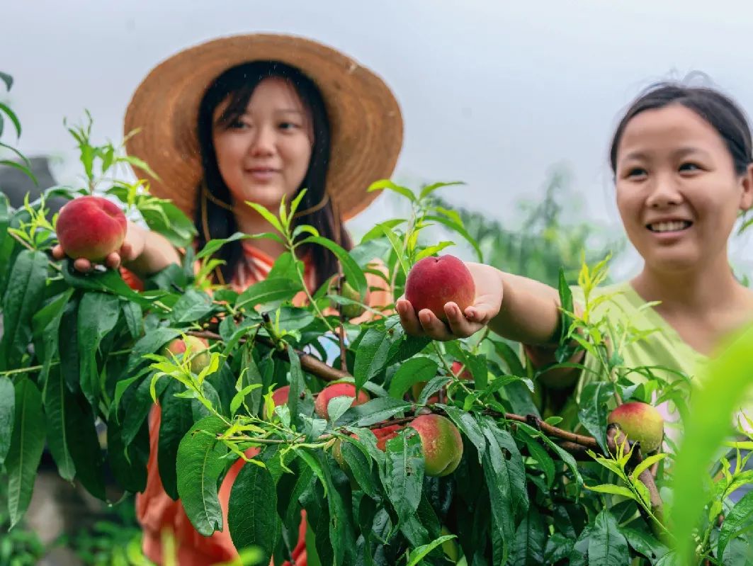 宜昌种植结构_宜昌种植致富_宜昌种植什么药材穝钱