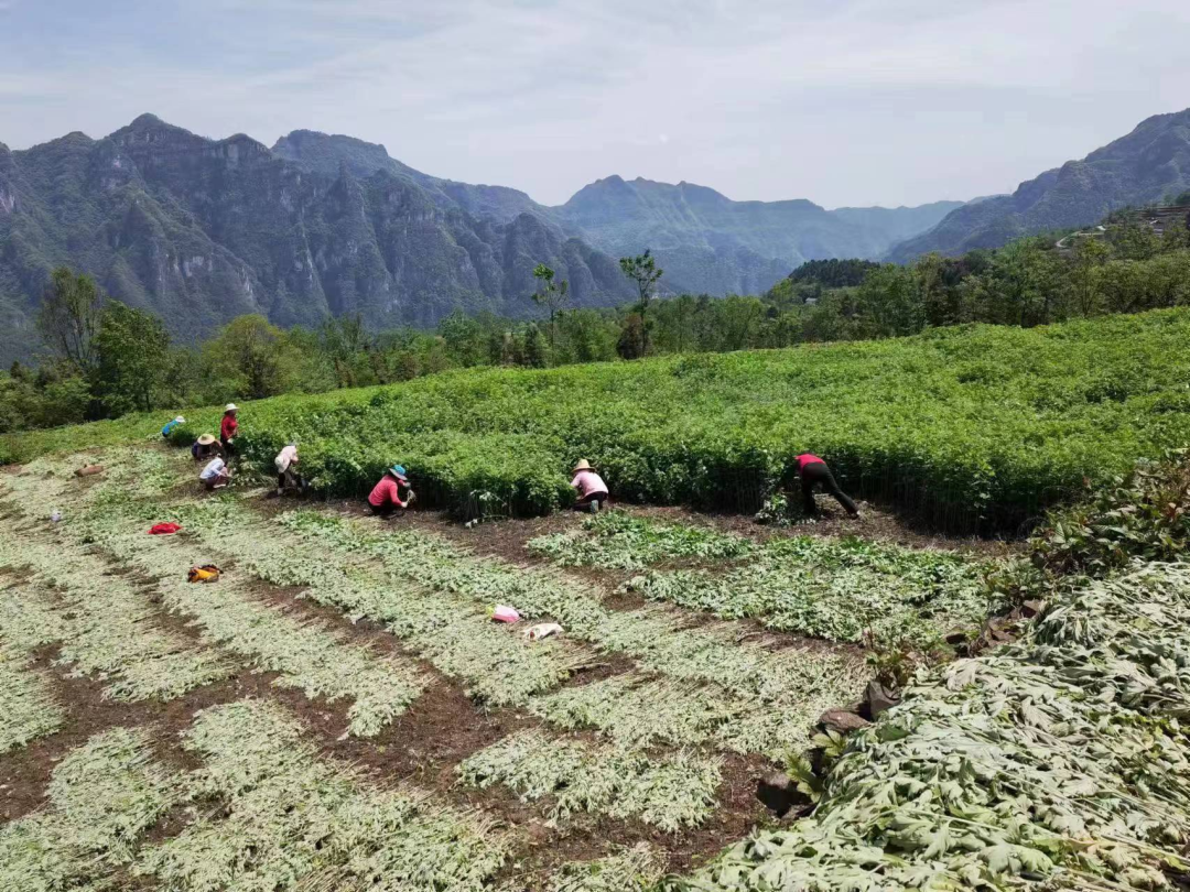 宜昌种植致富_宜昌种植什么_宜昌种植结构
