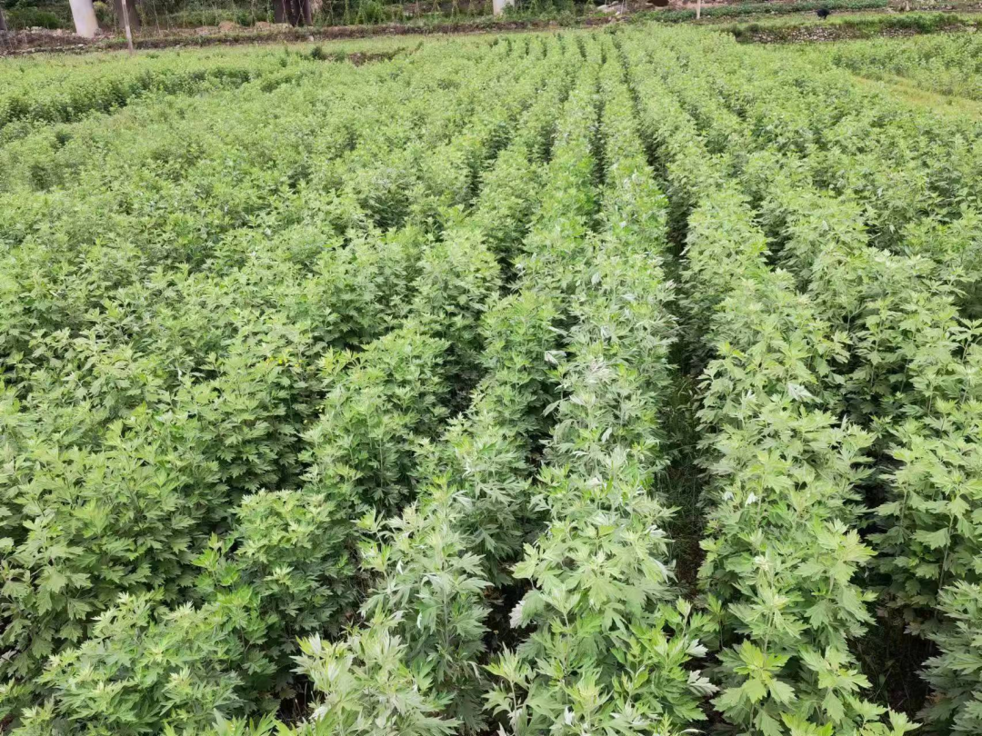 宜昌种植致富_宜昌种植结构_宜昌种植什么