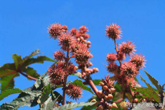 湖南蓖麻种植致富_种植蓖麻子国家补贴吗_湖南蓖麻种植基地