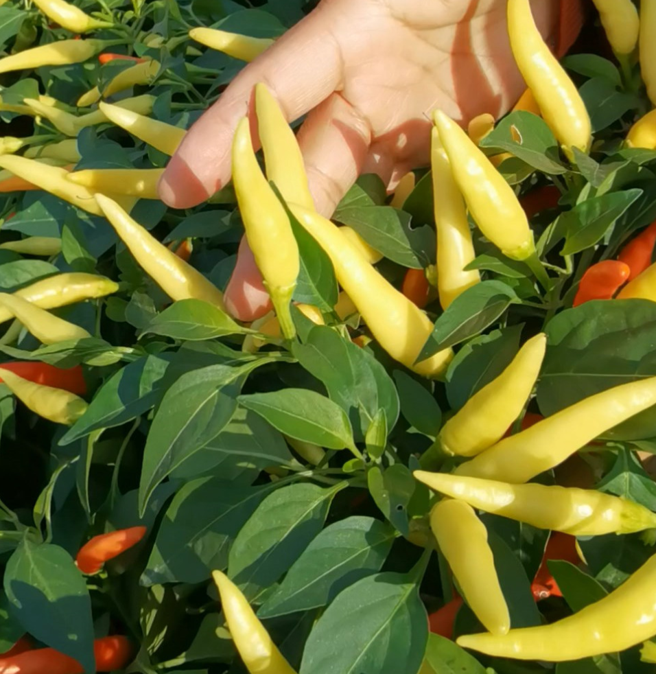 小小米辣种植技术_小米辣种苗_小米辣种植技术视频