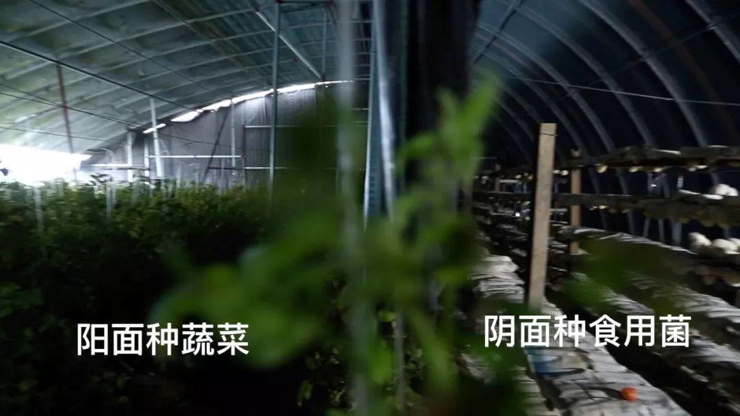 创业致富养殖大棚_致富养殖大棚创业项目_致富养殖大棚创业项目介绍