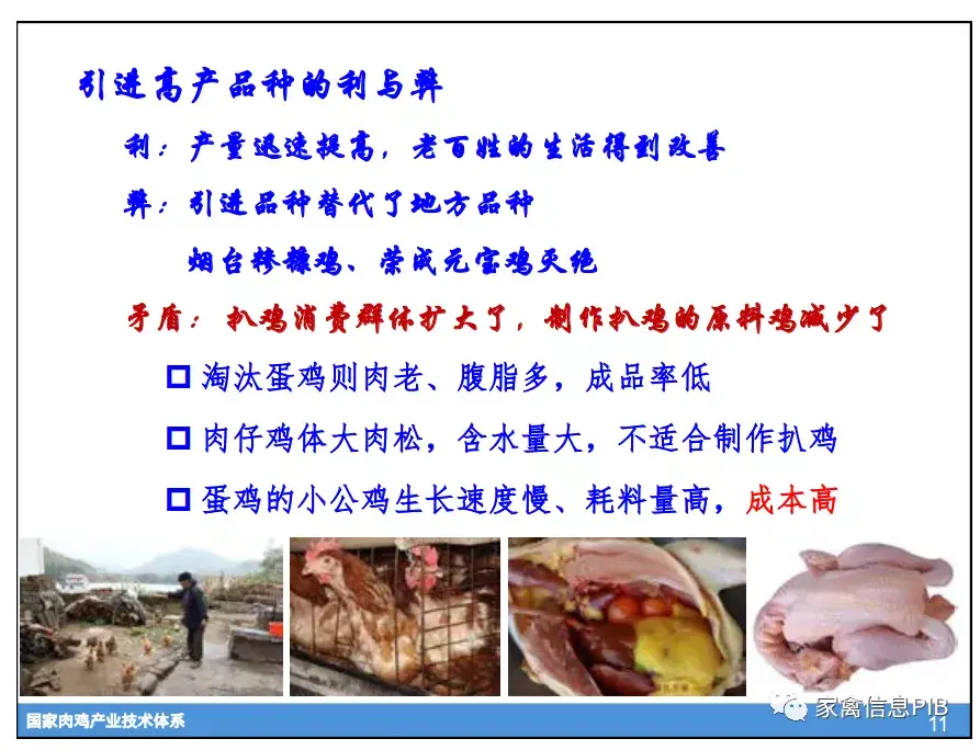 脚鸡怎么形成的_脚鸡怎么办_黑脚肉鸡养殖技术