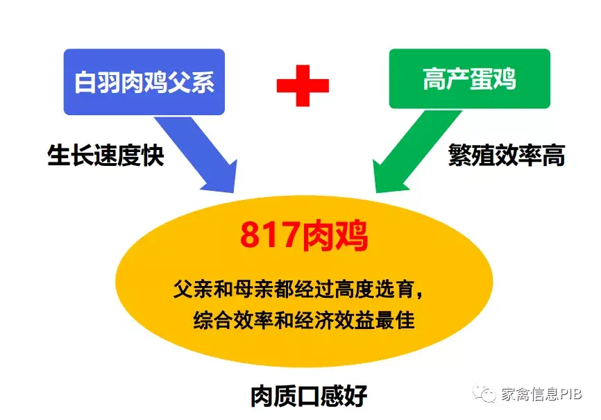 脚鸡怎么办_黑脚肉鸡养殖技术_脚鸡怎么形成的
