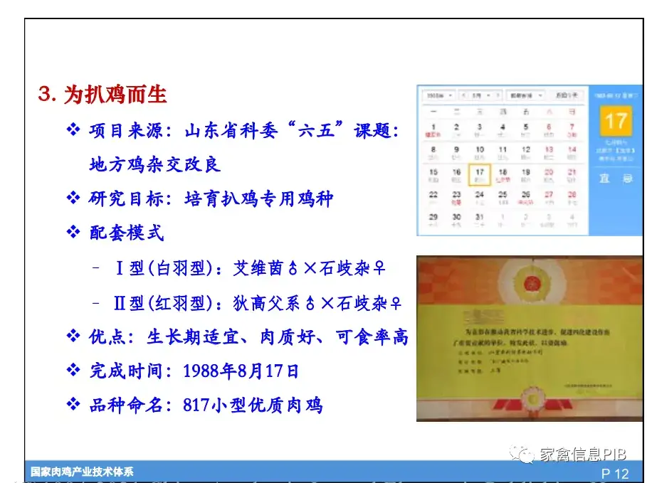 脚鸡怎么形成的_脚鸡怎么办_黑脚肉鸡养殖技术
