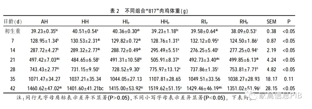 脚鸡怎么形成的_脚鸡怎么办_黑脚肉鸡养殖技术
