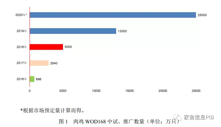 脚鸡怎么形成的_脚鸡怎么办_黑脚肉鸡养殖技术