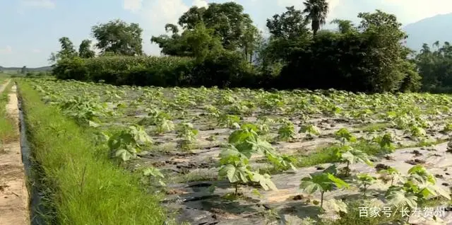 湖南蓖麻种植致富_种植蓖麻前景怎么样_湖南蓖麻种植基地