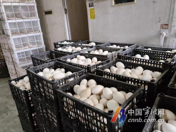 视频致富养殖白鹅是真的吗_白鹅养殖致富视频_白鹅养殖技术视频