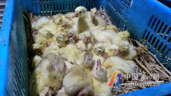 视频致富养殖白鹅是真的吗_白鹅养殖技术视频_白鹅养殖致富视频