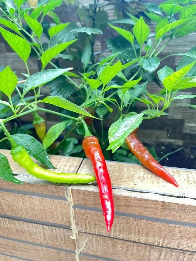 小米辣种植技术视频_小米辣种植视频_小小米辣种植技术