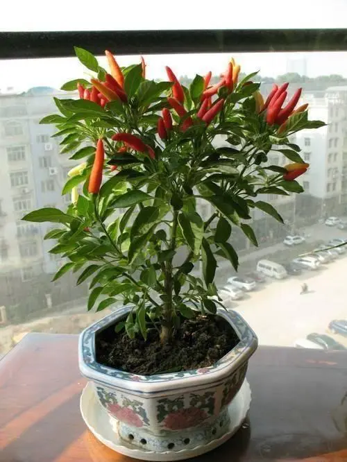 小米辣种植视频_小小米辣种植技术_小米辣种植技术视频