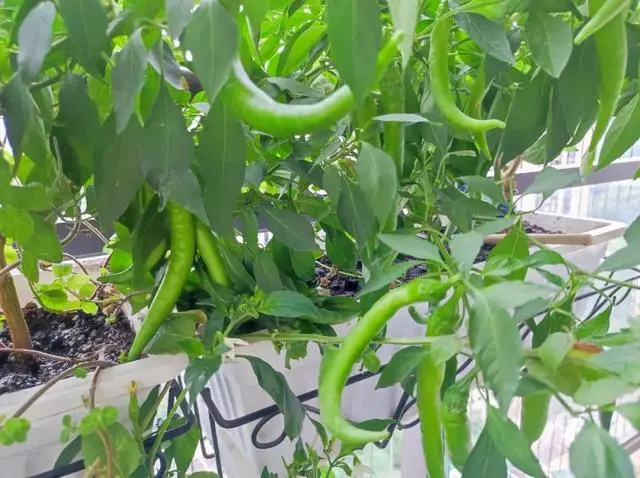 小米辣种植视频_小小米辣种植技术_小米辣种植技术视频