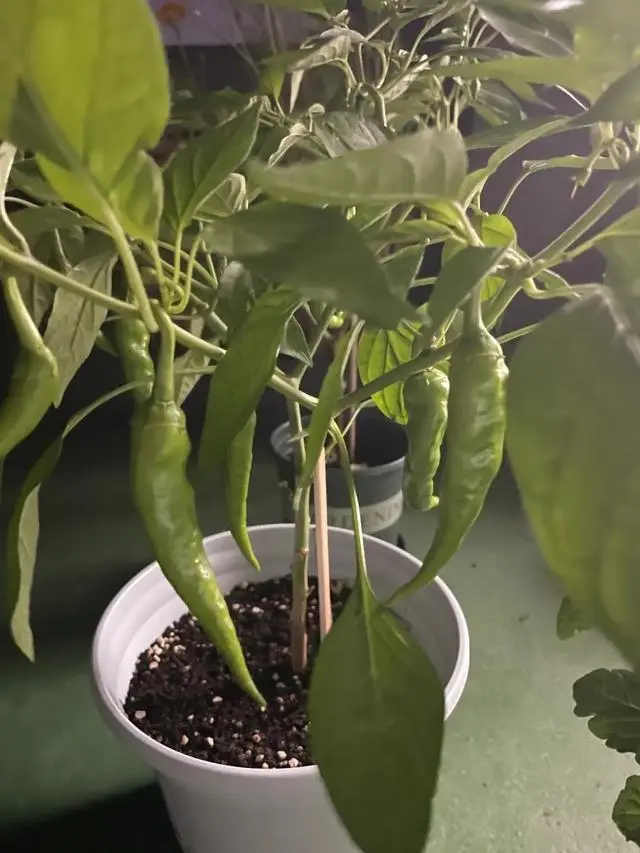 小小米辣种植技术_小米辣种植视频_小米辣种植技术视频