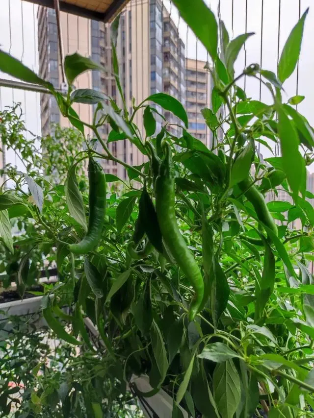 小米辣种植视频_小米辣种植技术视频_小小米辣种植技术