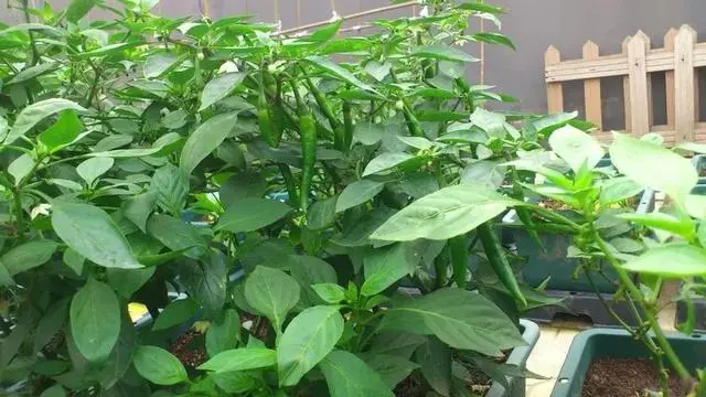小米辣种植视频_小米辣种植技术视频_小小米辣种植技术