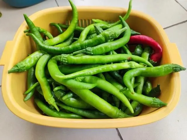小米辣种植视频_小米辣种植技术视频_小小米辣种植技术