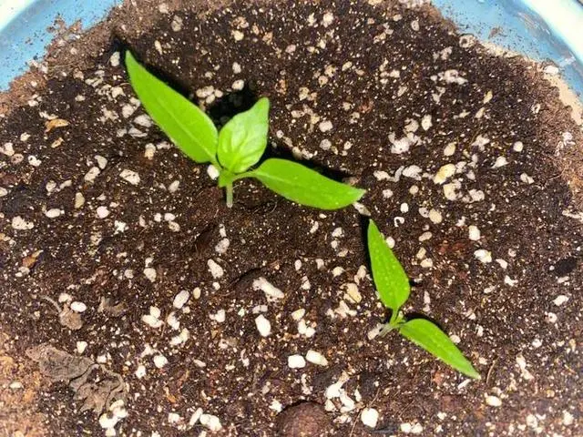 小米辣种植视频_小米辣种植技术视频_小小米辣种植技术
