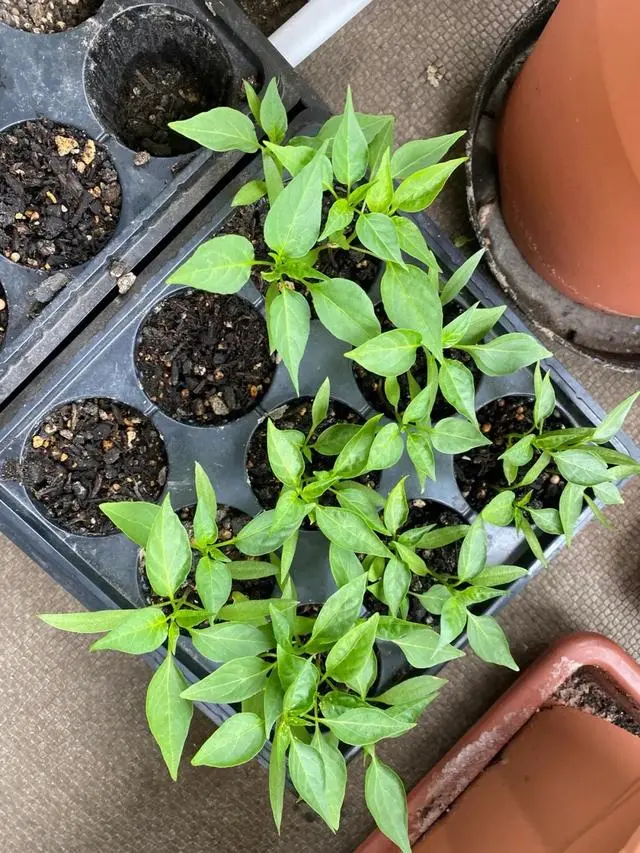 小小米辣种植技术_小米辣种植技术视频_小米辣种植视频