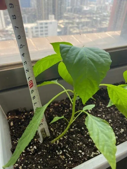 小米辣种植技术视频_小小米辣种植技术_小米辣种植视频