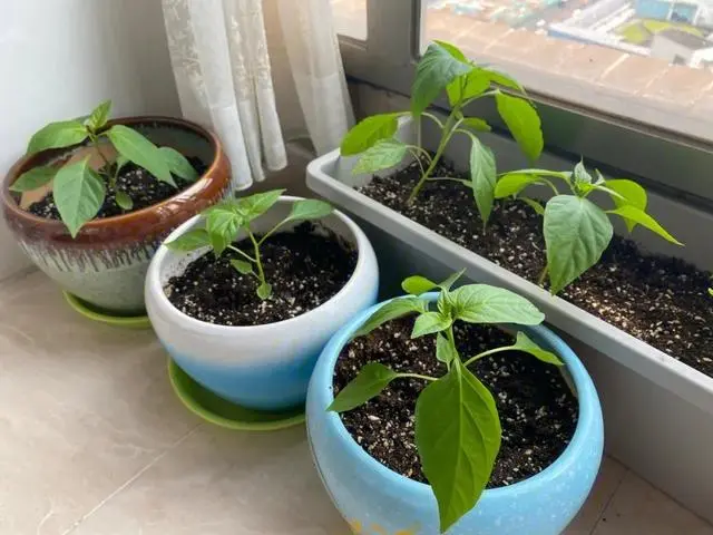 小米辣种植视频_小小米辣种植技术_小米辣种植技术视频