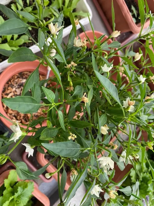 小小米辣种植技术_小米辣种植视频_小米辣种植技术视频