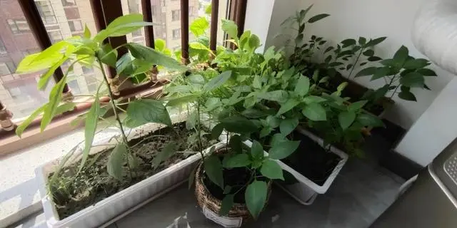 小米辣种植视频_小小米辣种植技术_小米辣种植技术视频